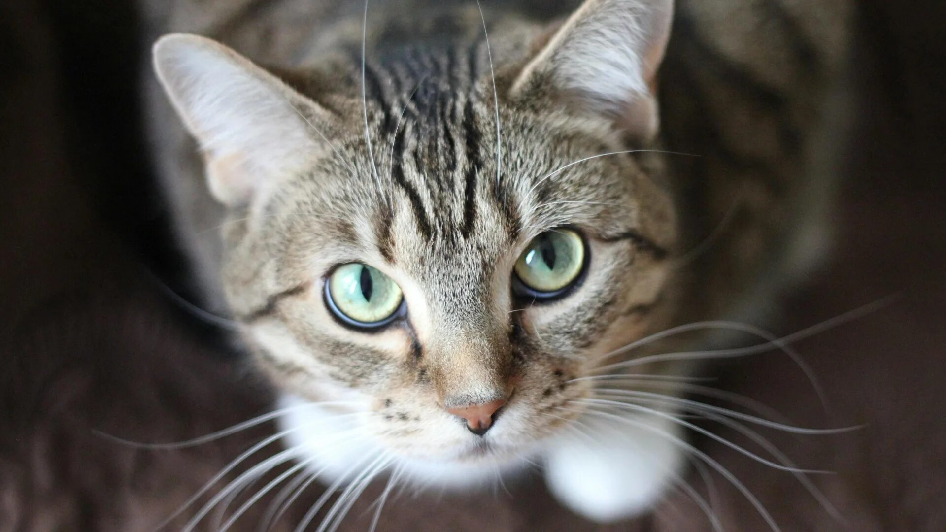Grateful cat