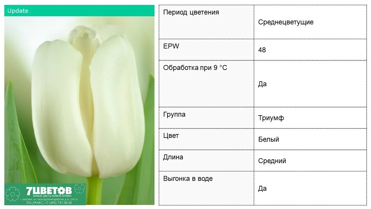 Какая длина белой. Тюльпан апдейт. Тюльпан сорт Пушкин. Длина белого цвета. Определить сорт тюльпана белый.