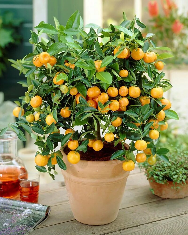 Фрукты из косточки в домашних. Пепино дынная груша. Киви растение. Фикус карика инжир. Какой фрукт вырастить дома.