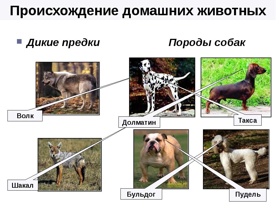 Предки собак. Дикие предки домашней собаки. Происхождение пород собак. Дикий предок собаки и породы. Откуда появилась порода