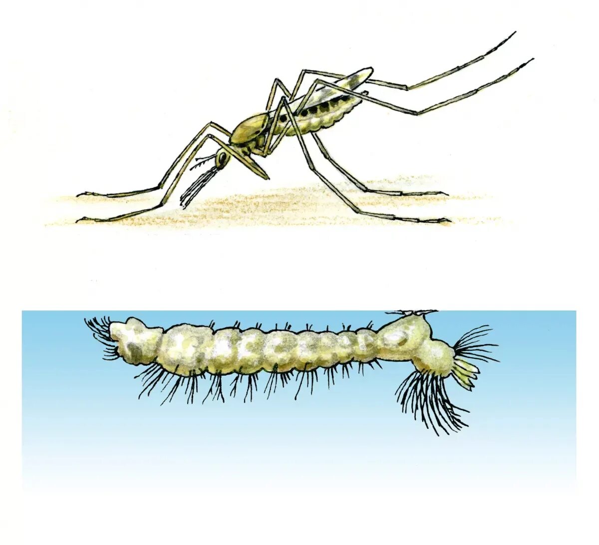 Какое развитие у малярийного комара. Личинки комаров Anopheles. Имаго малярийного комара. Личинка малярийного комара анофелеса. Личинка малярийного комара Anopheles.