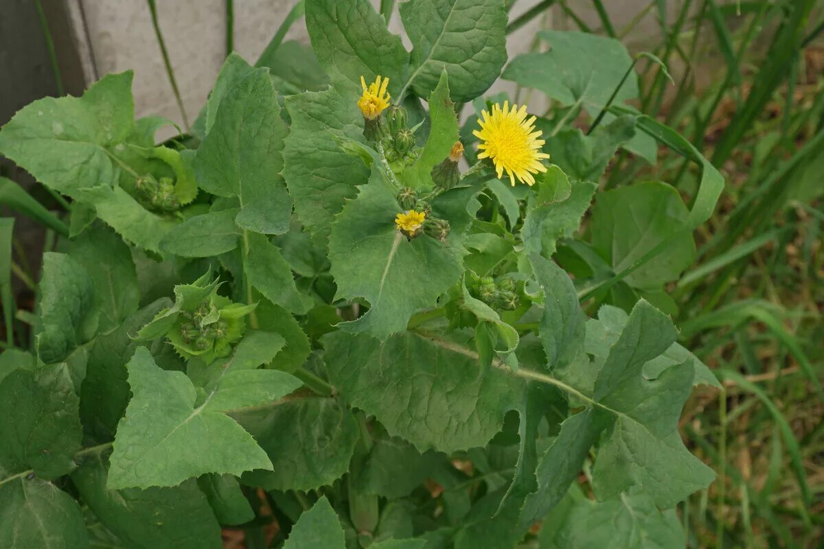 Осот огородный сорняк. Молочай осот огородный. Осот огородный (Sonchus oleraceus l.). Осот полевой (Sonchus arvensis),. Сорняк в цветочном саду