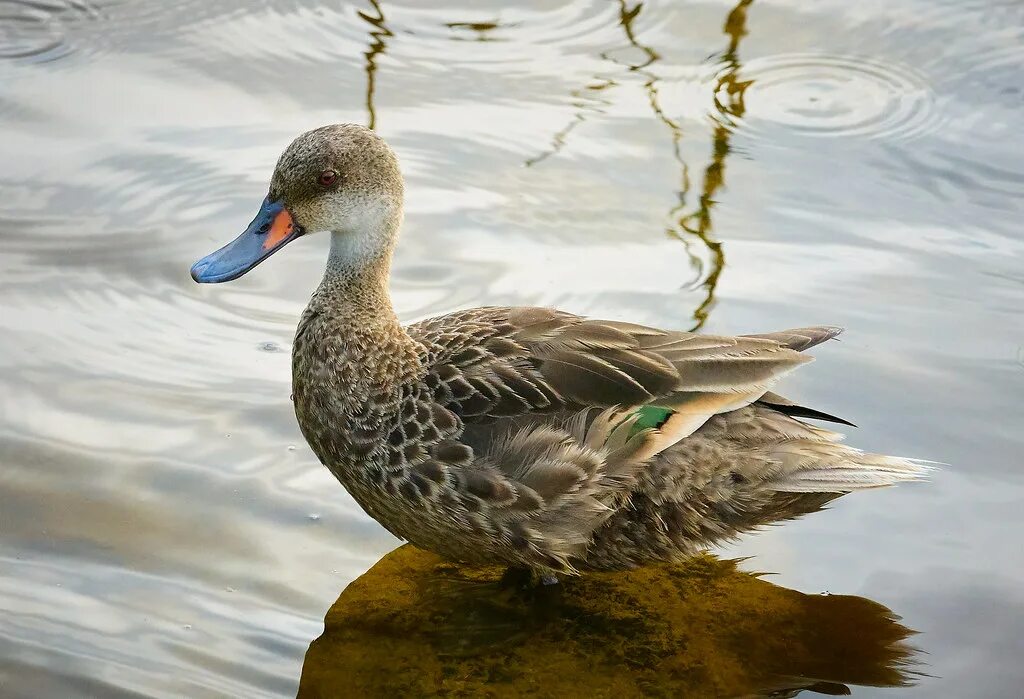 Good duck. Красноклювая шилохвость. Желтоклювая шилохвость. Шилохвость самка. Шилохвость самец.