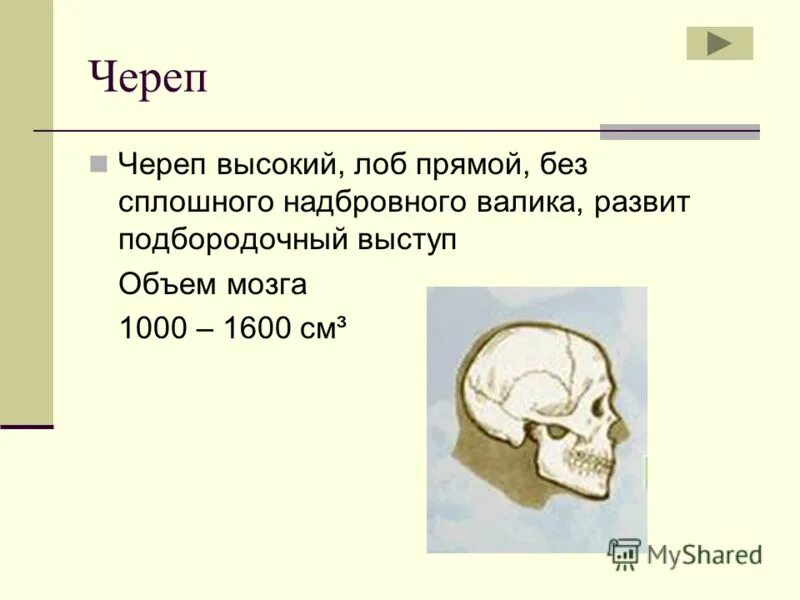 Череп с развитым подбородочным выступом. Подбородочный Выступ развит у. Развитый подбородочный выступ череп