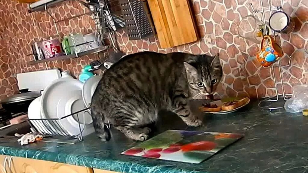 Как отучить кота лазить на стол. Кошка на столе на кухне. кошка ворует еду со стола. кот на обеденном столе. кот тащит со стола.