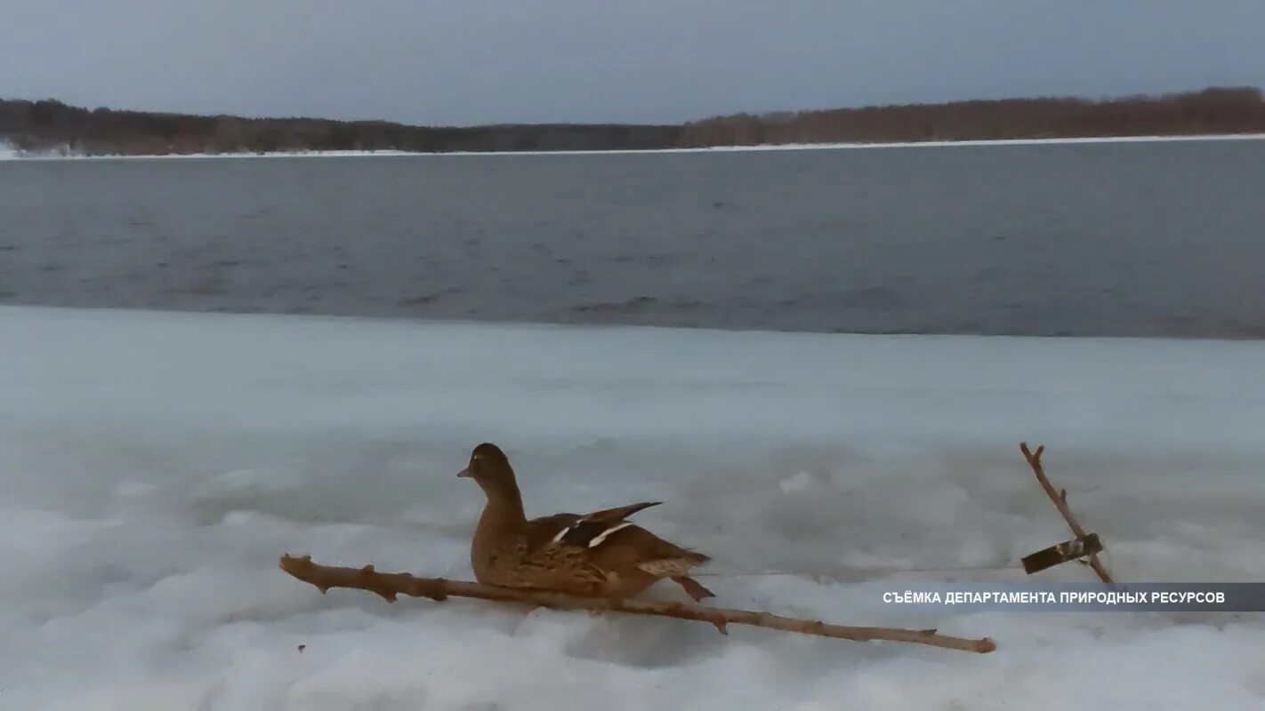 Весенняя охота в Костромской области 2023. Утки Якутии. Водные птицы Костромы.