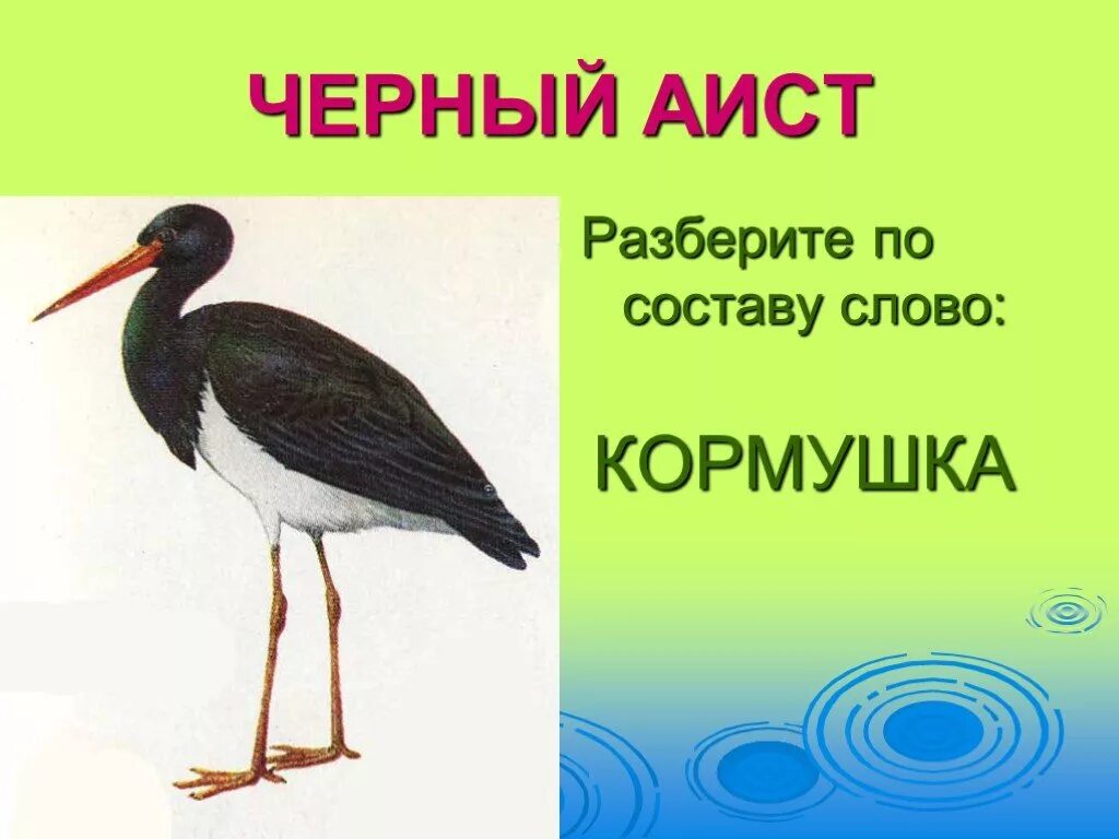 Разбор слова аист. Животные красной книги Кубани. Чёрный Аист из красной книги. Разобрать слово по составу кормушка. Аист красная книга Кубани.