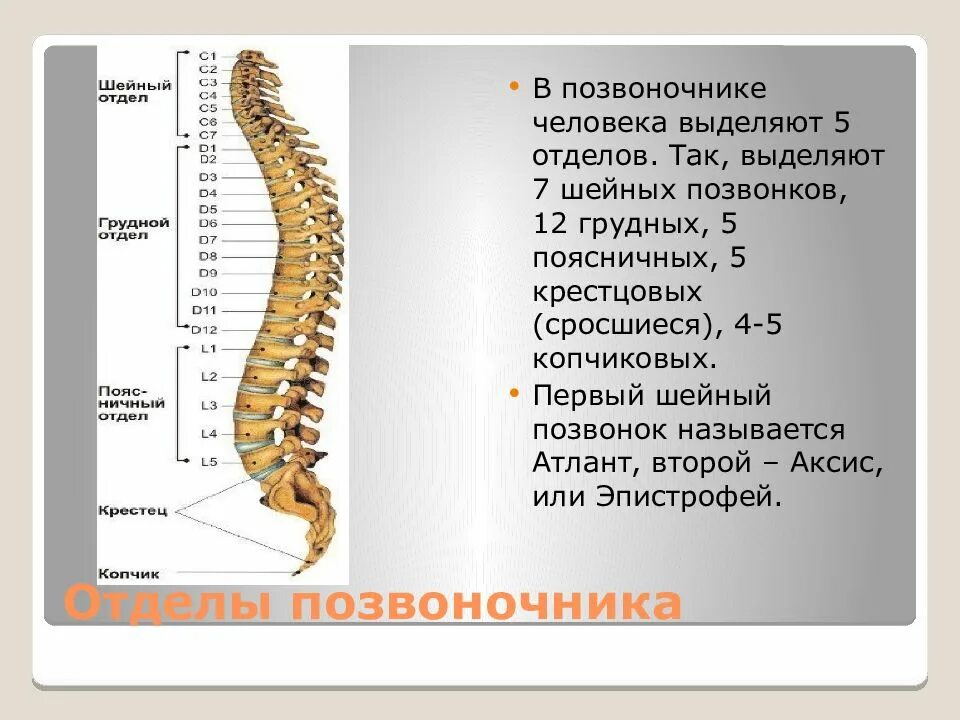 В позвоночнике выделяют отделы. Снизу строение позвоночника. Позвонок т12 грудного отдела позвоночника. 12 Грудной позвонок и первый поясничный. 12 Грудной и 1 поясничный позвонок.