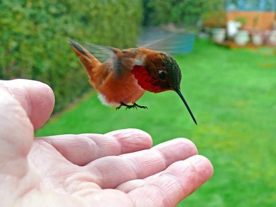 Paper, wood and resin Ruby throated Hummingbird sculpture - PAPER&WOOD Bird carv
