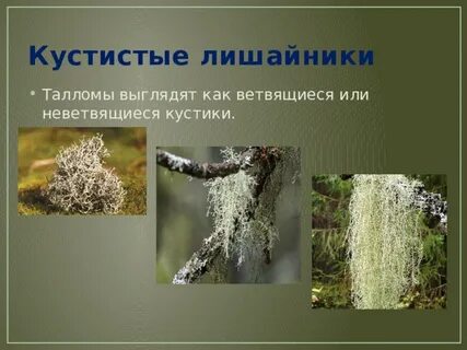 Кустистые лишайники примеры
