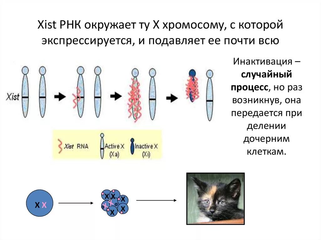 Ген Xist. Xist РНК. Трансформация клеток. Клеточный цикл хромосомы.