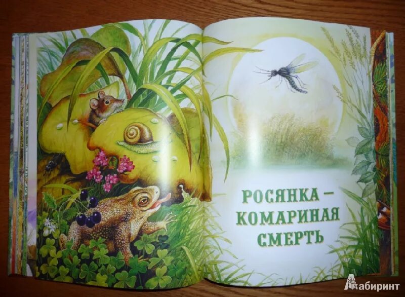 Сказки русского леса книга. Сказки из леса Бианки книга. Сказки русского леса Сладков. Бианки пришвин.