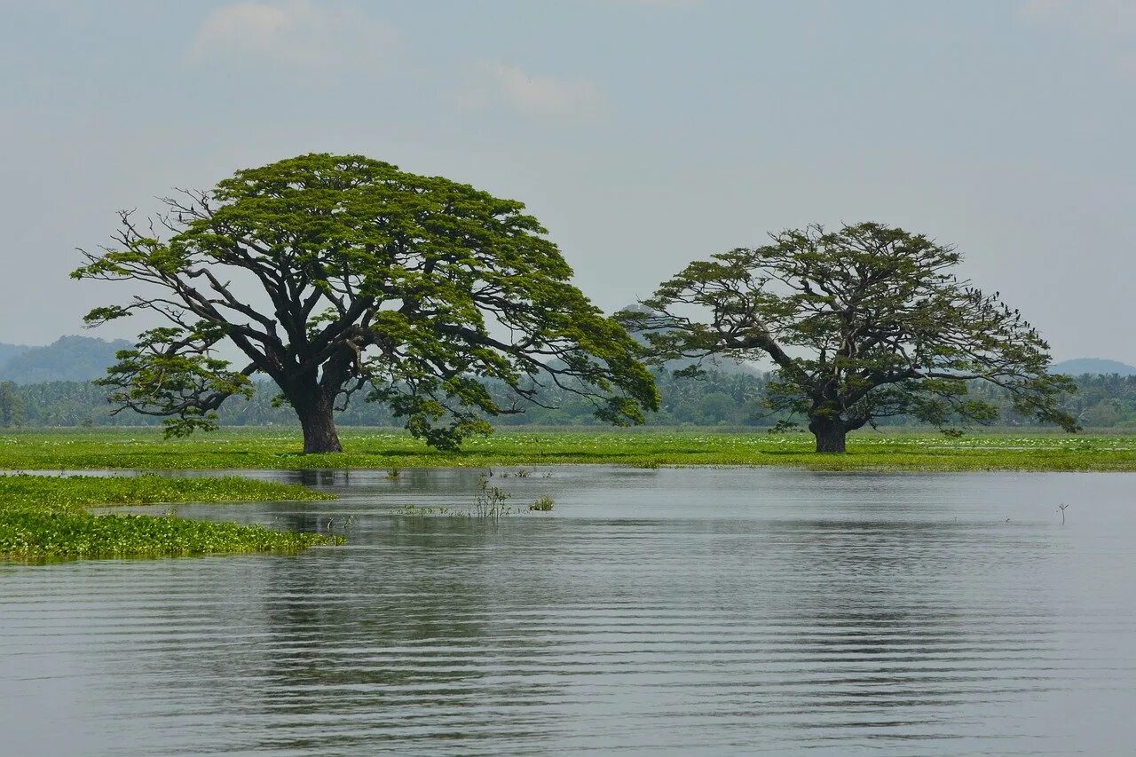 Деревья на шри ланке. Шри Ланка деревья. Шри Ланка тик дерево. Пулун дерево Шри Ланка. Озеро Хиривадунна Шри Ланка.