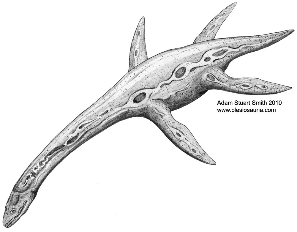 Ихтиозавры стегоцефалы. Мозазавр Эласмозавр. Ихтиозавр динозавр. Пистозавр Плезиозавр. Плезиозавр Лохнесское чудовище.