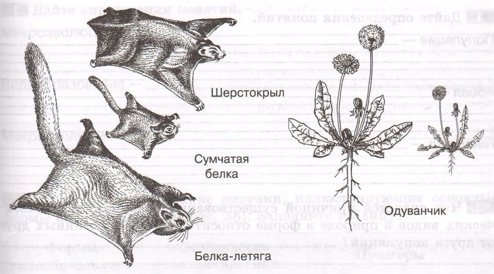 Пример иллюстрирующий размножение у животных. Морфология растений и животных. Морфологические различия животных. Растения с морфологическим сходством. Морфологические сходства животных и растений.