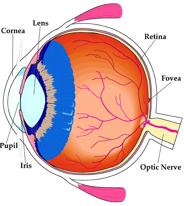 Зрачок хрусталик сетчатка. Центральная ямка сетчатки. Сетчатка роговица радужка. Хрусталик сетчатка зрительный нерв.