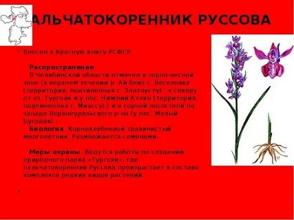 Растения из красной книги урала