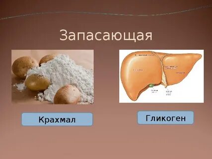Какой углевод запасается в печени человека