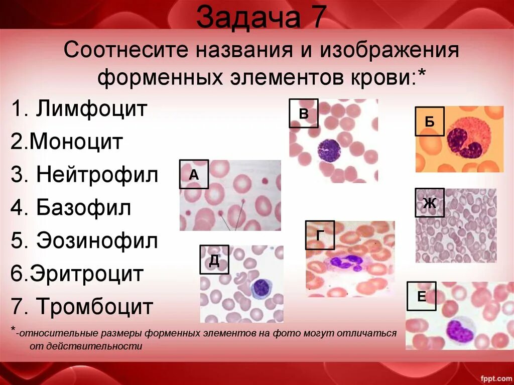 Соотнесите строение элементов