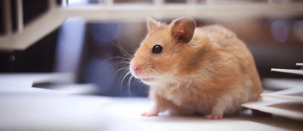 шифр хомяк 4 июля 2024