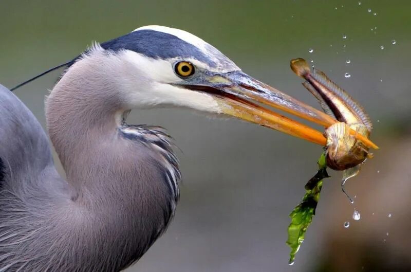 Great Blue Heron. Голубая цапля. Большая голубая цапля. Цапля с рыбой в клюве.