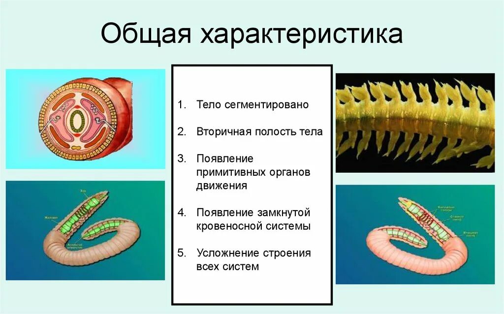 Усложнение организации кольчатых червей. Полость тела у кольчатых червей 7 класс биология. Кольчатые черви тело сегментировано. Сегменты тела кольчатых червей. Полость тела кольчатых червей 7 класс.