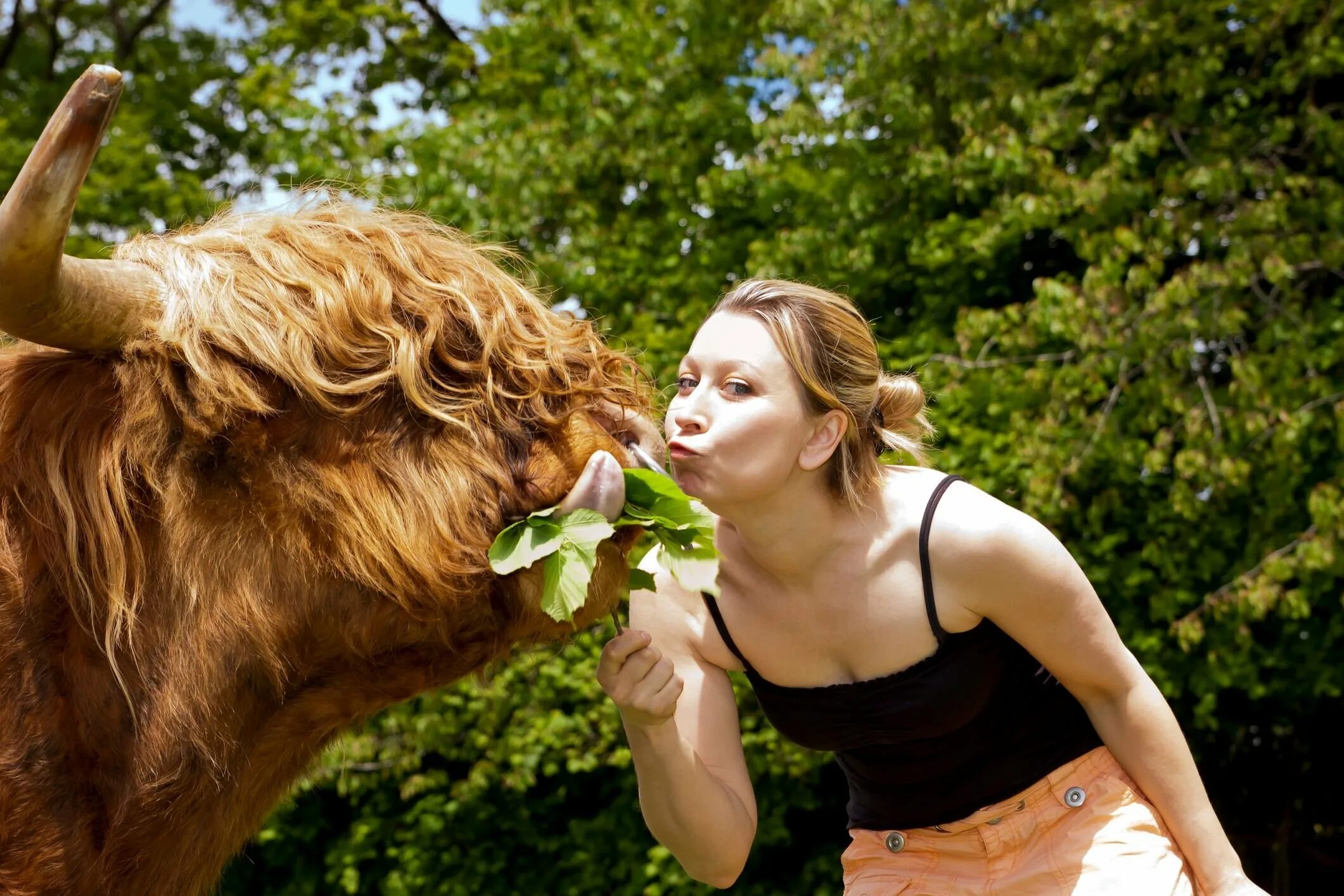Фотосессия с коровой. Обнимает корову. Телка. Корова девушка как называется. Корова девушка как называется.