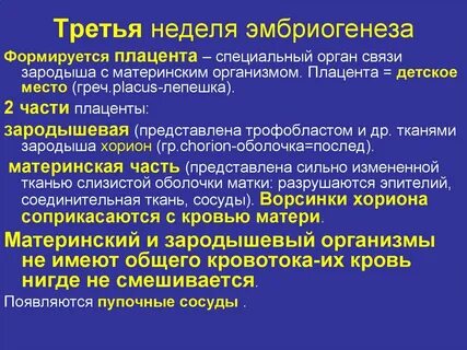 3 стадии эмбриогенеза