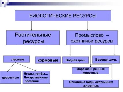 Характеристика биологических природных ресурсов