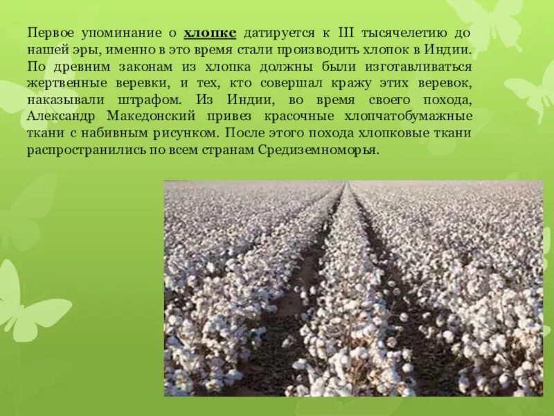 Хлопок получается из. Первое упоминание о хлопке. хлопковая ткань для презентаций. хлопки для презентации. как появился хлопок.