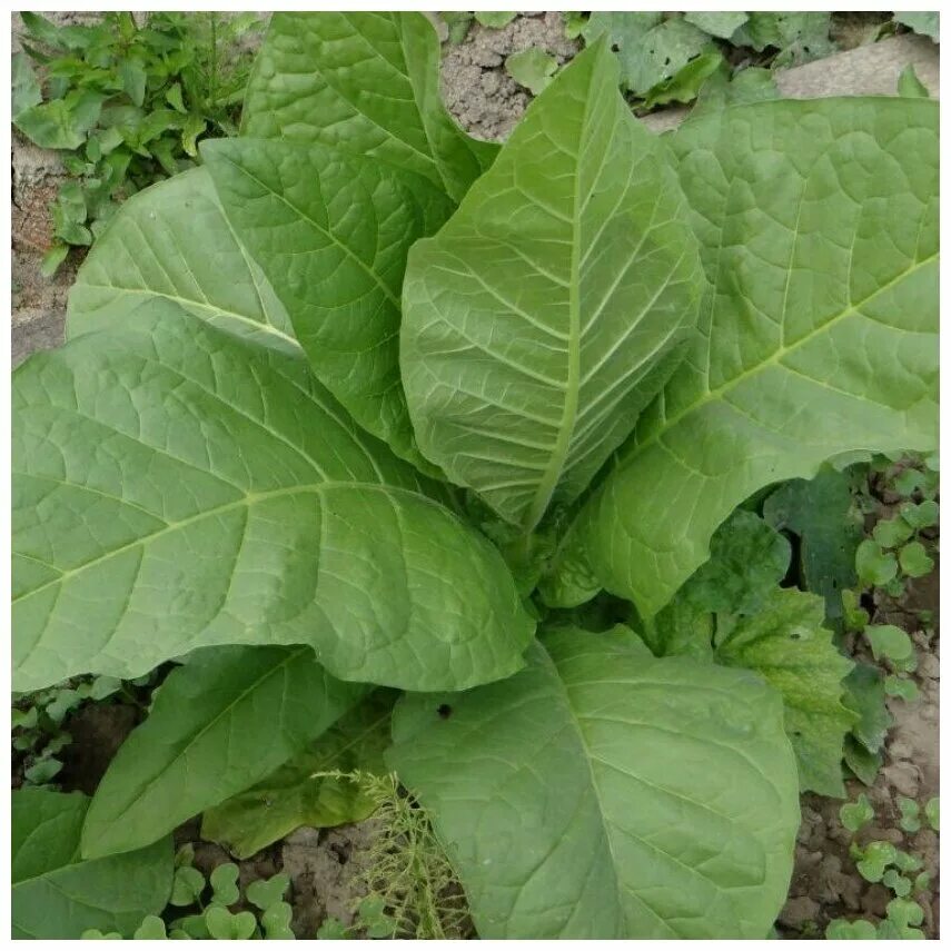 табак вирджиния и берли. сорт табака елоу твист бад. сорт табака baiano. сорт табака ориноко описание. сорт табака baiano.