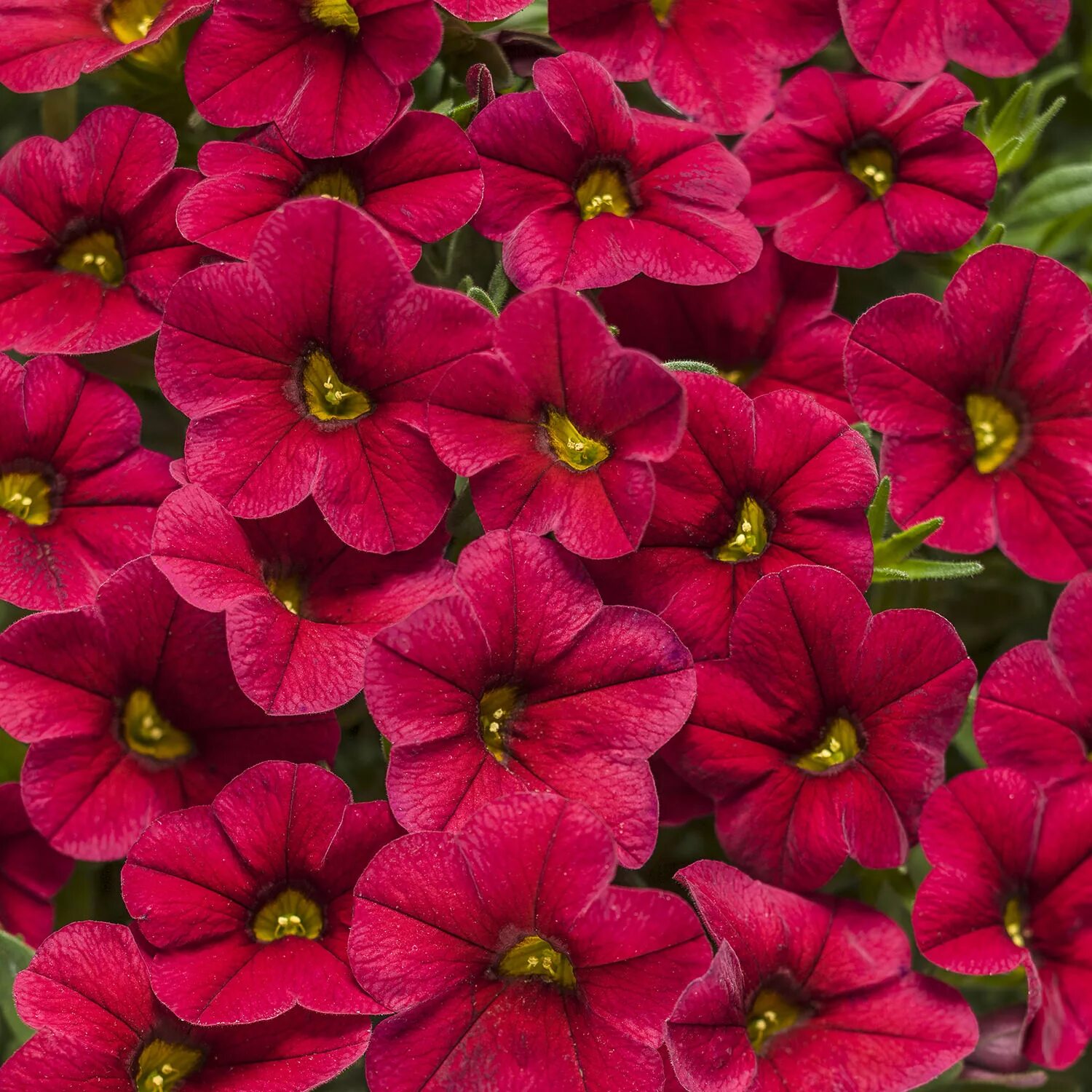 Калибрахоа magenta. Калибрахоа aloha double cherry red. Калибрахоа красная. Калибрахоа красная. Калибрахоа cherry lace.