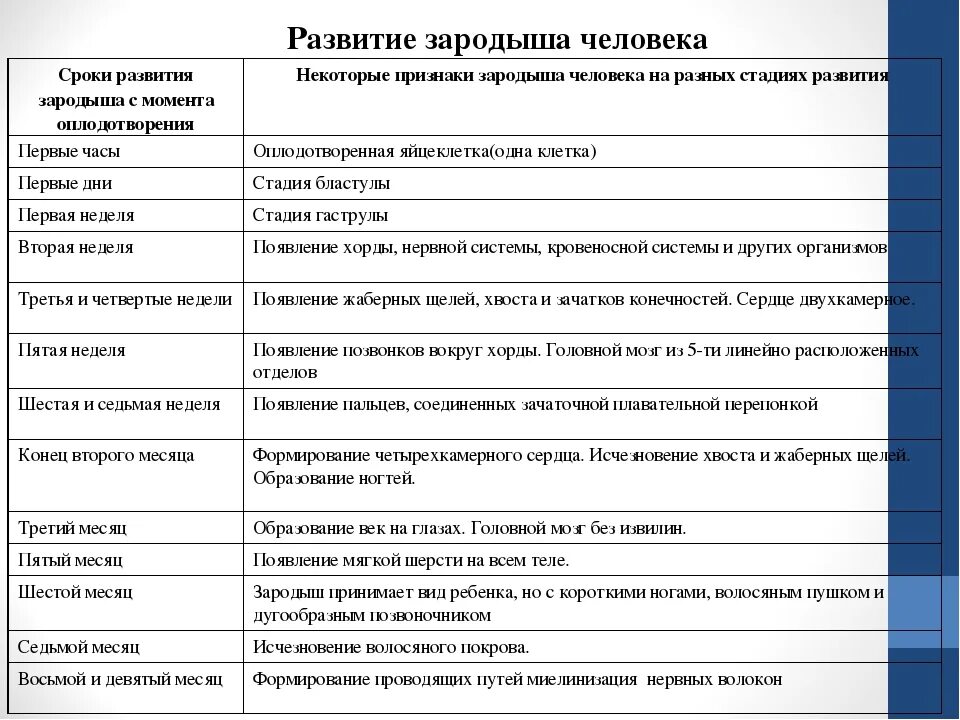 Таблица формирования органов плода. Периоды внутриутробного развития плода таблица. Эмбриональное развитие человека таблица по неделям. Срок развития зародыша признаки таблица.