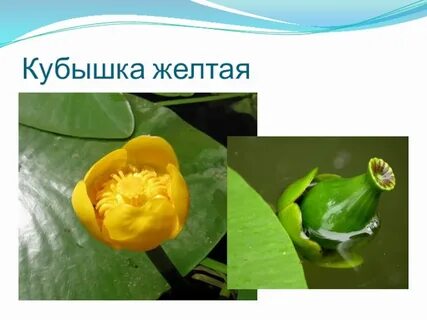 Кубышка проценты