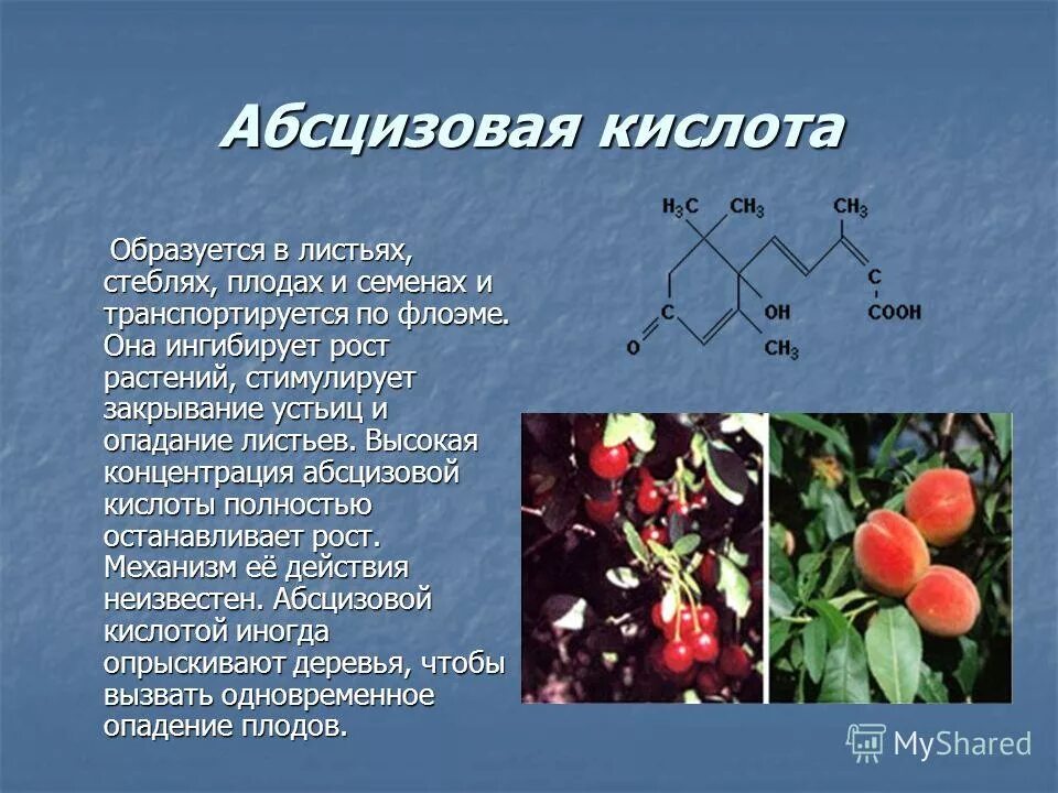 Плодовая кислота. Абсцизовая кислота. Абсцизовая кислота для растений. Абсцизовая кислота фитогормон. Абсцизовая кислота влияние на растения.