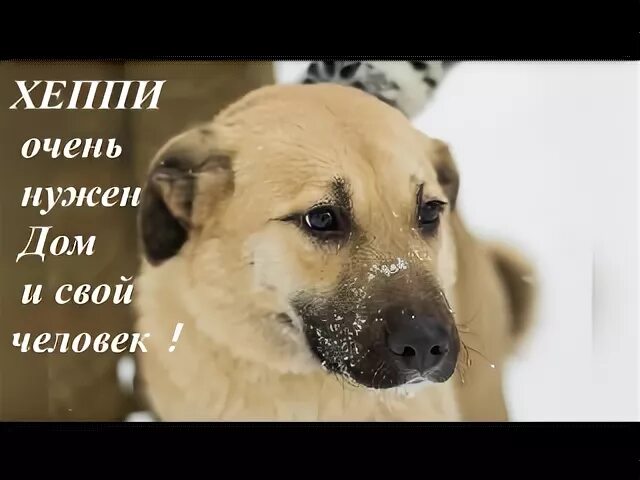 Песня твоя собачка дороже тебя