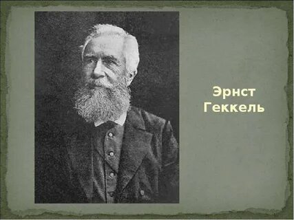 Э геккель