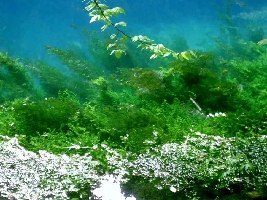 Водоросли пресных водоемов. Подводные речные растения. Растительный мир пруда подводная. Водный мир растение. Вид под водой в реке.