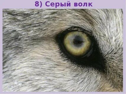 Глаз волка кратко