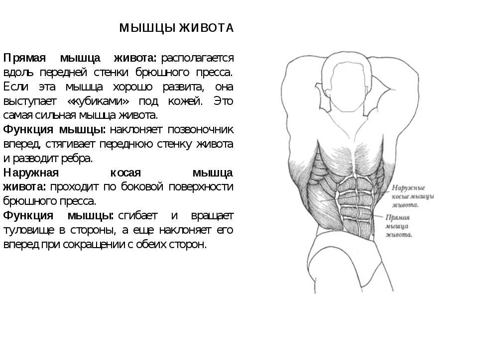 Передняя часть живота. Функции мышцы живота образующие брюшной пресс. Мышцы формирующие переднюю стенку живота. Мышцы средней брюшной стенки. Брюшная мышца живота функция.