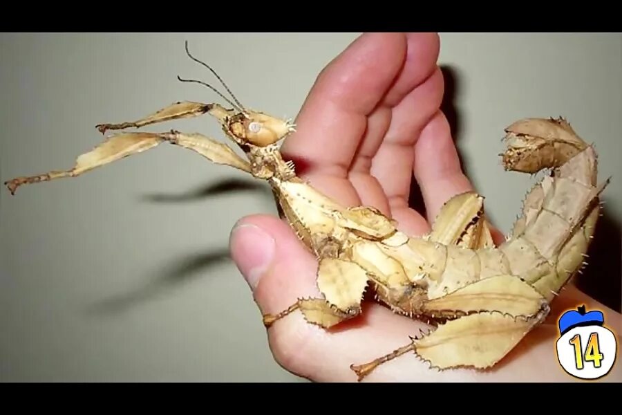 Палочник Extatosoma tiaratum. Палочник Маклея. Австралийский палочник. Гигантский австралийский палочник.