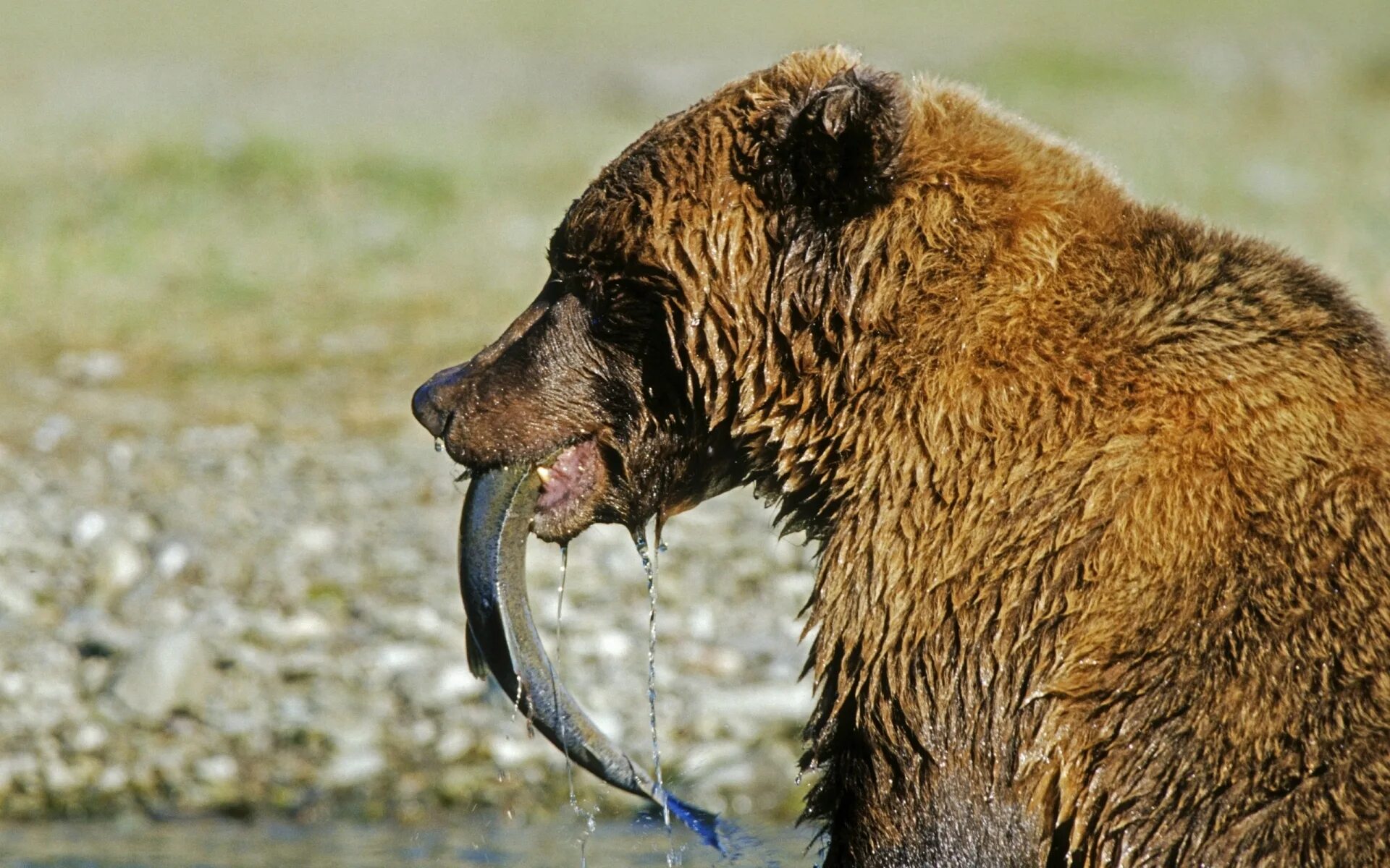 Медведь Гризли. Питание бурого медведя. Медведь в дикой природе. Саблезубый медведь.