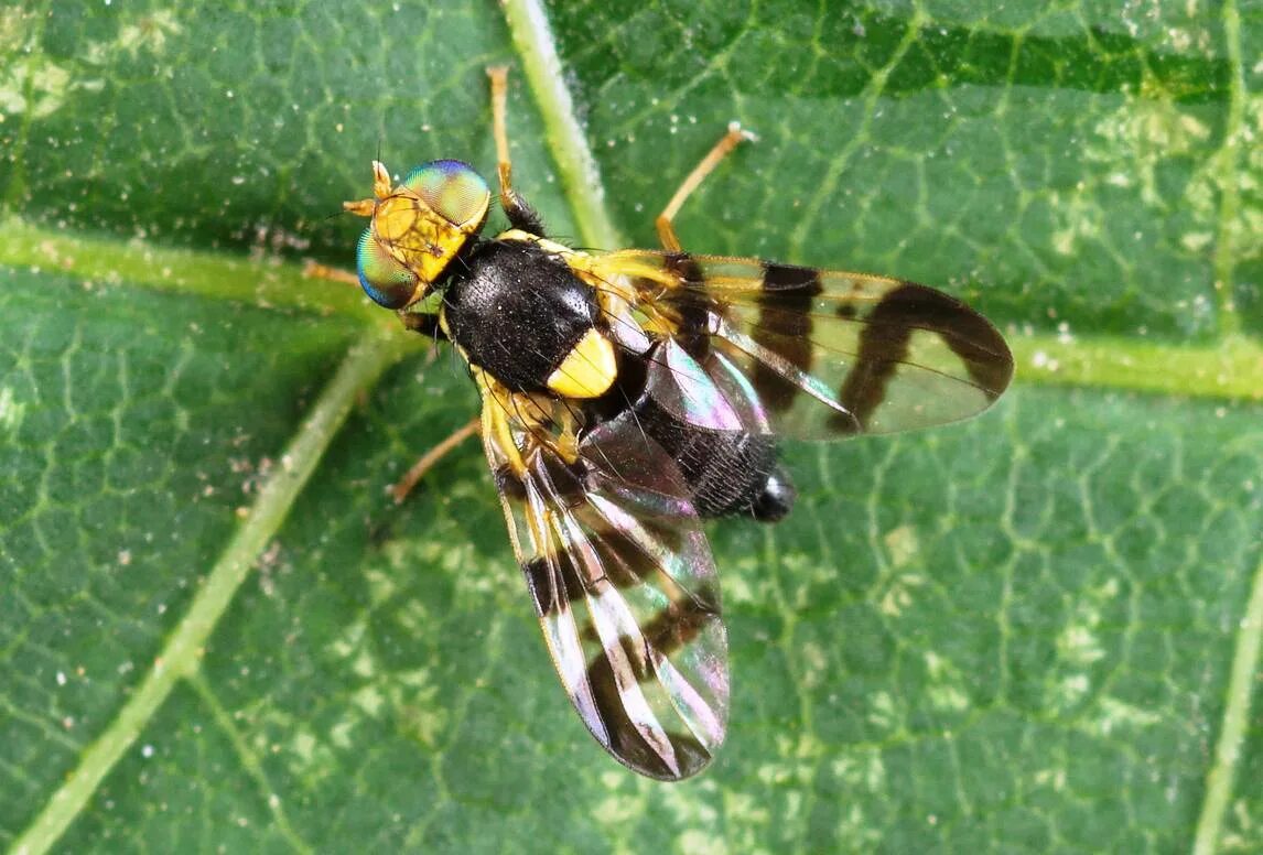 Вишне муха. Вишневая Муха Rhagoletis Cerasi. Восточная Вишневая Муха Rhagoletis cingulata Loew.. Вишневая Муха Rhagoletis Cerasi яйца. Тля Муха.