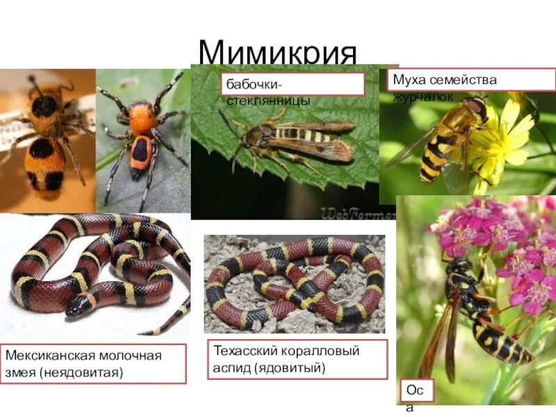 Бейтсовская Мимикрия. Коралловый Аспид Мимикрия. Молочная змея и коралловый Аспид Мимикрия. Мимикрия окраска.