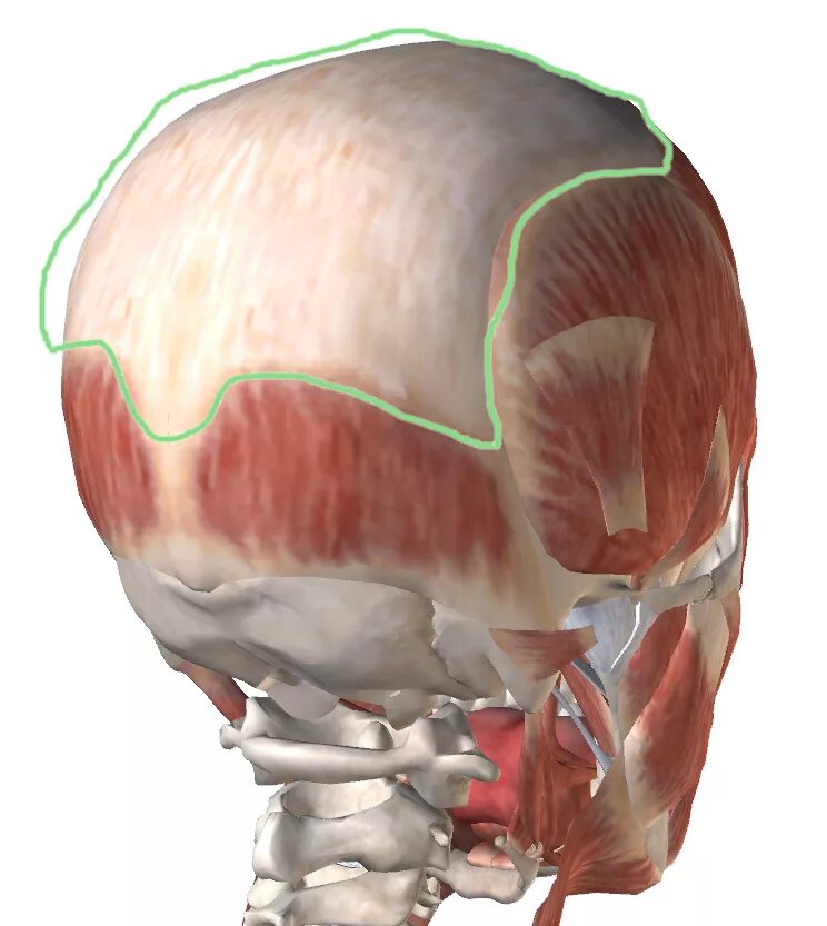 Массаж апоневроза головы. Сухожильного шлема, Galea aponeurotica. Черепной апоневроз. Сухожильный апоневроз черепа. Лобно затылочный апоневроз.