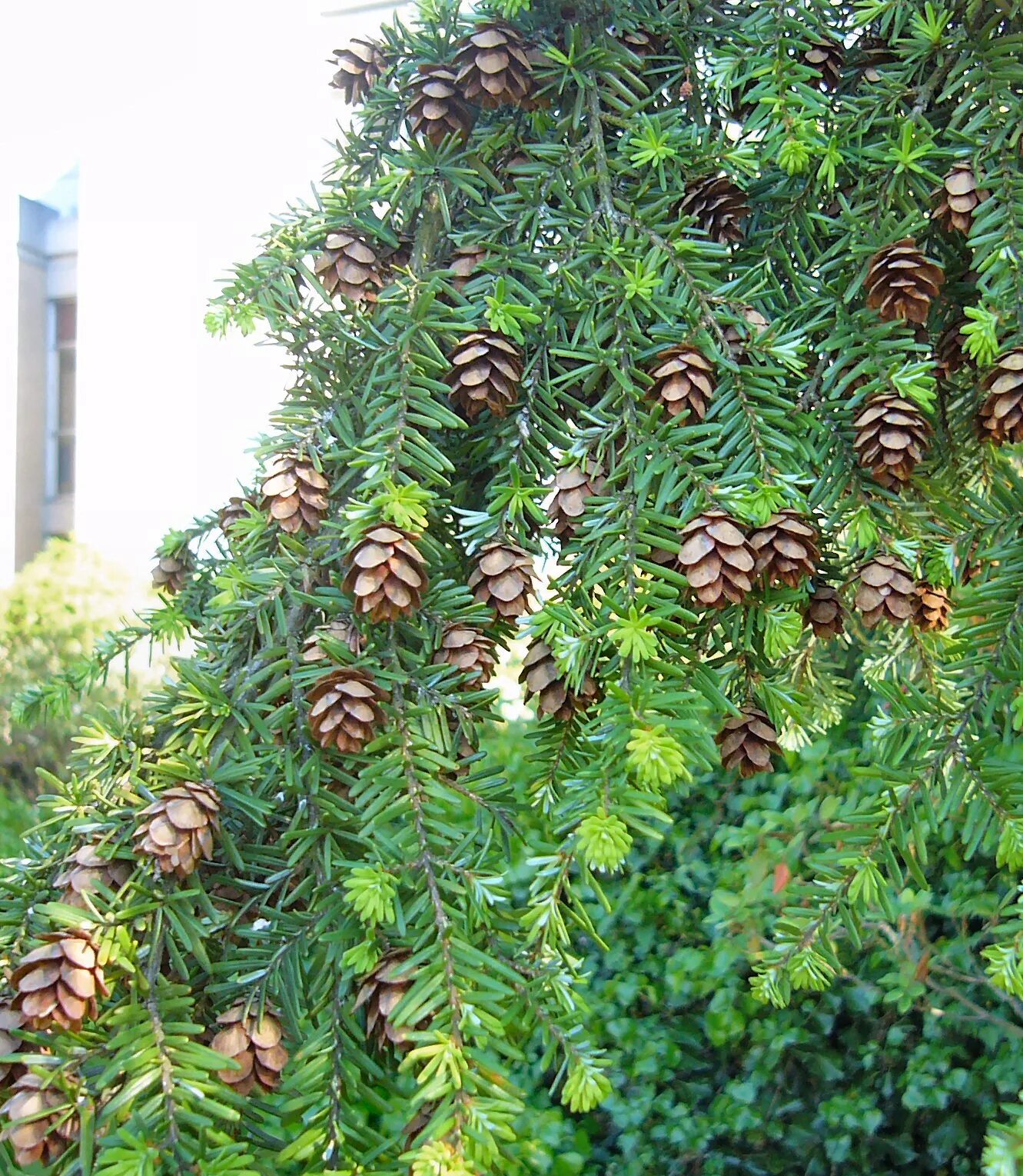 Тсуга западная. Тсуга heterophylla. тсуга разнолистная. тсуга западная tsuga heterophylla.