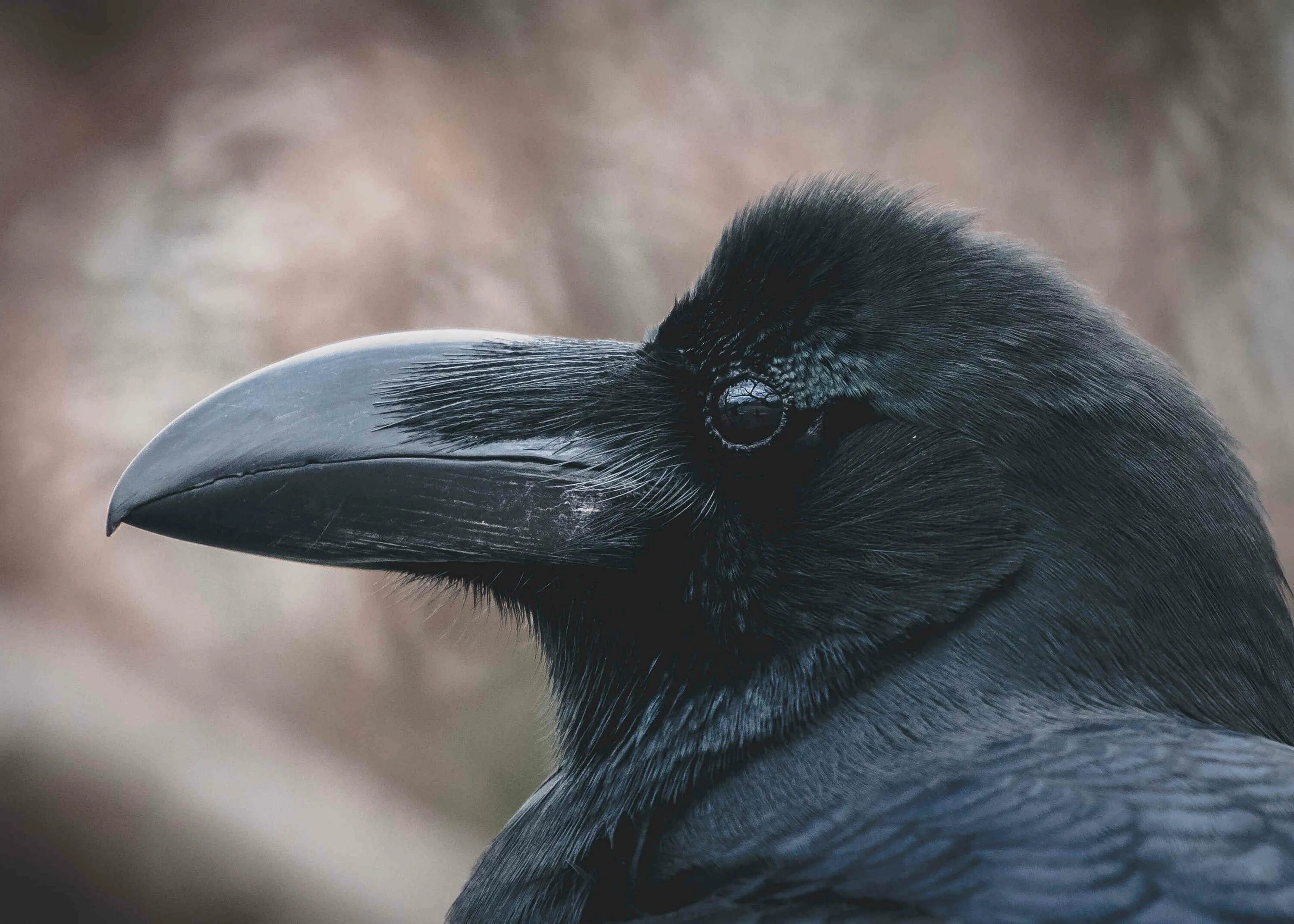 Ворона годы жизни. Королевский ворон Коракс. Вымершие врановые. Чекан вороной клюв. Ворон обыкновенный клюв.