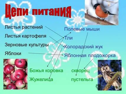 Цепь начинающаяся с растения