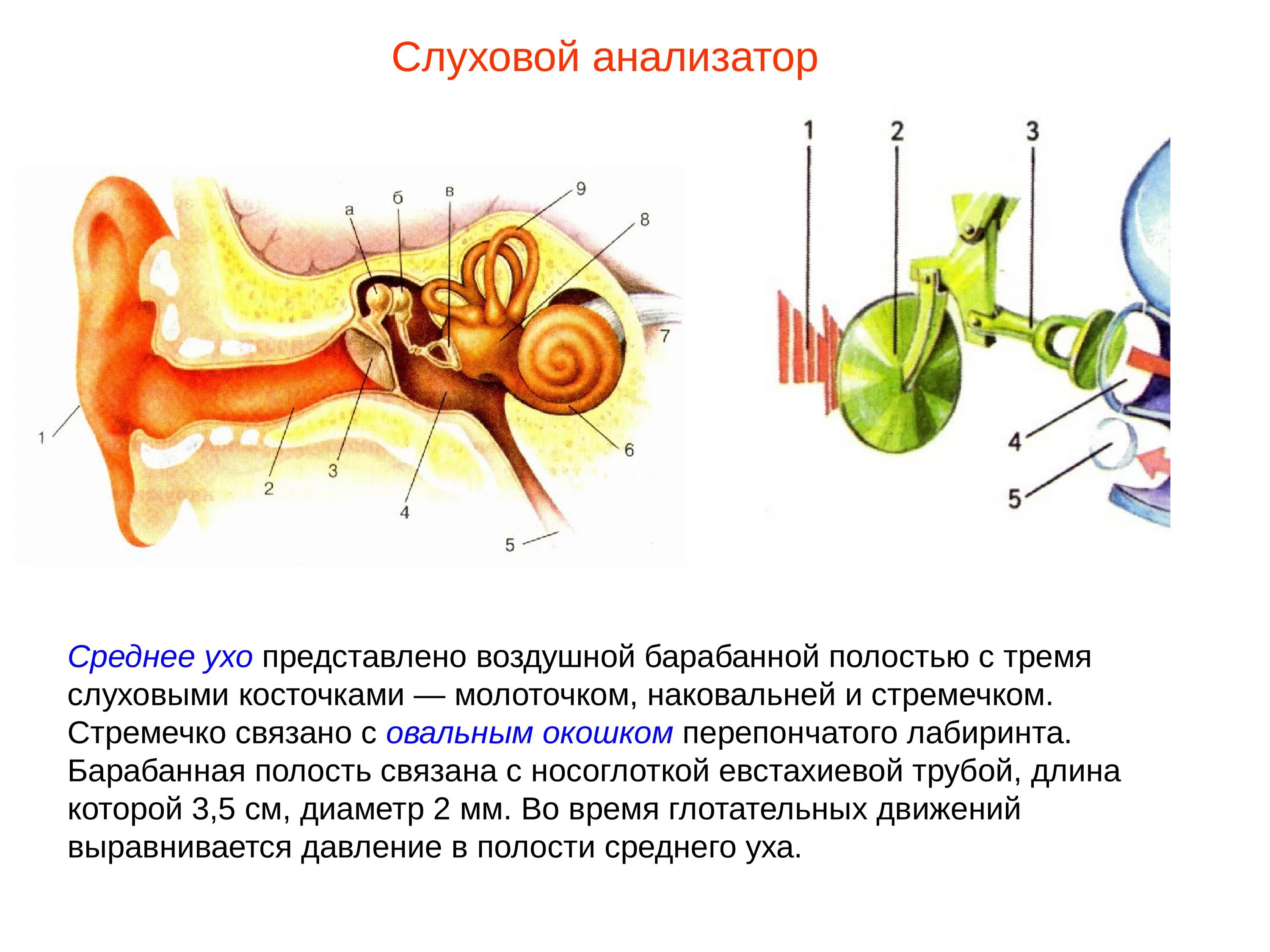 Слуховой и вестибулярный аппарат. Анализаторы строение уха. Строение строение слухового анализатора. Строение органа слуха и слухового анализатора. Строение среднего уха слухового анализатора.