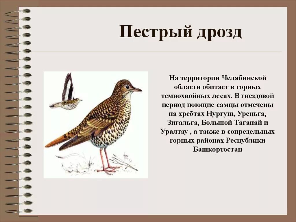 Что означает пестро